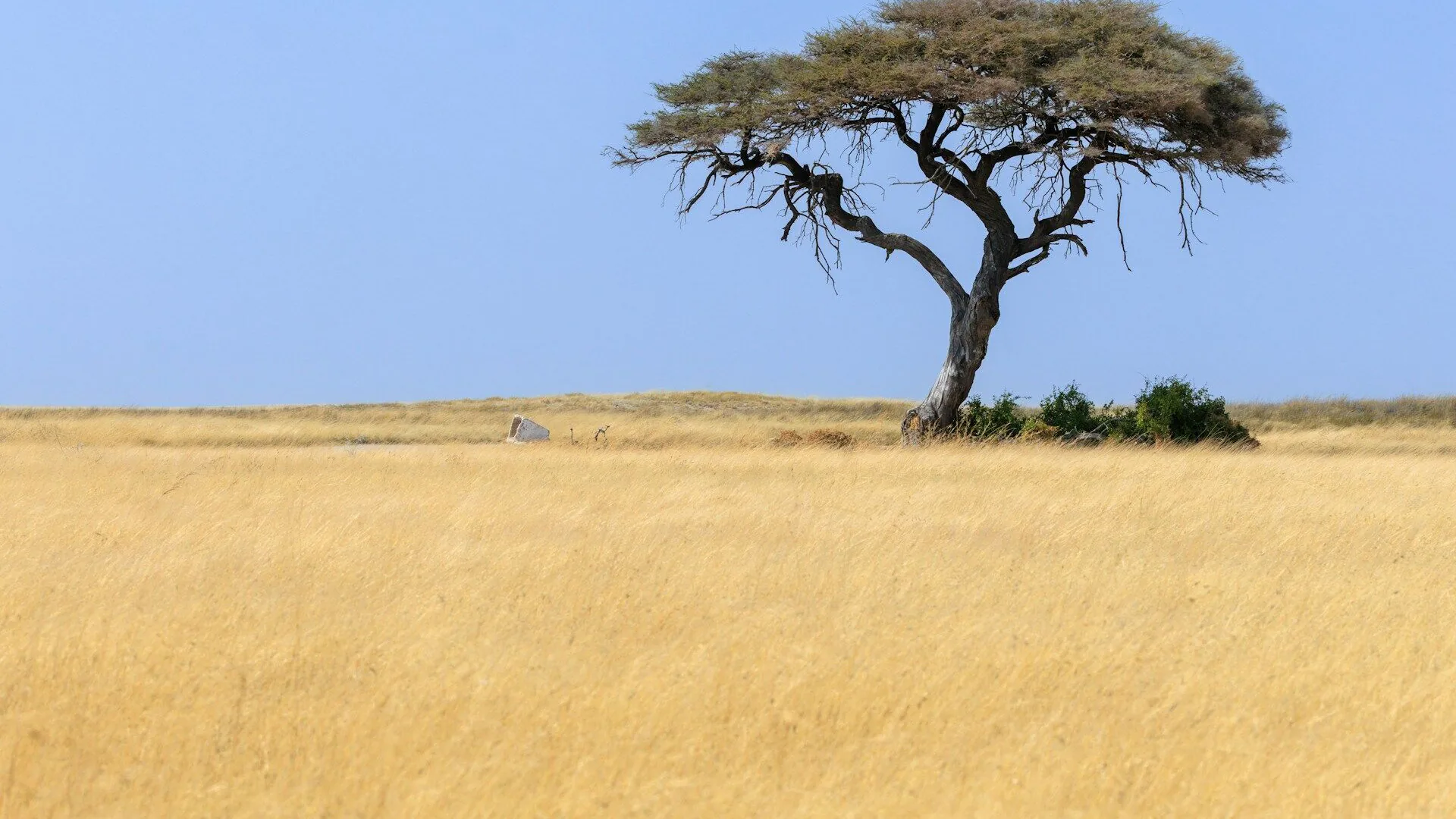 Bemba vertaler — beëdigde en zakelijke Bemba vertaling